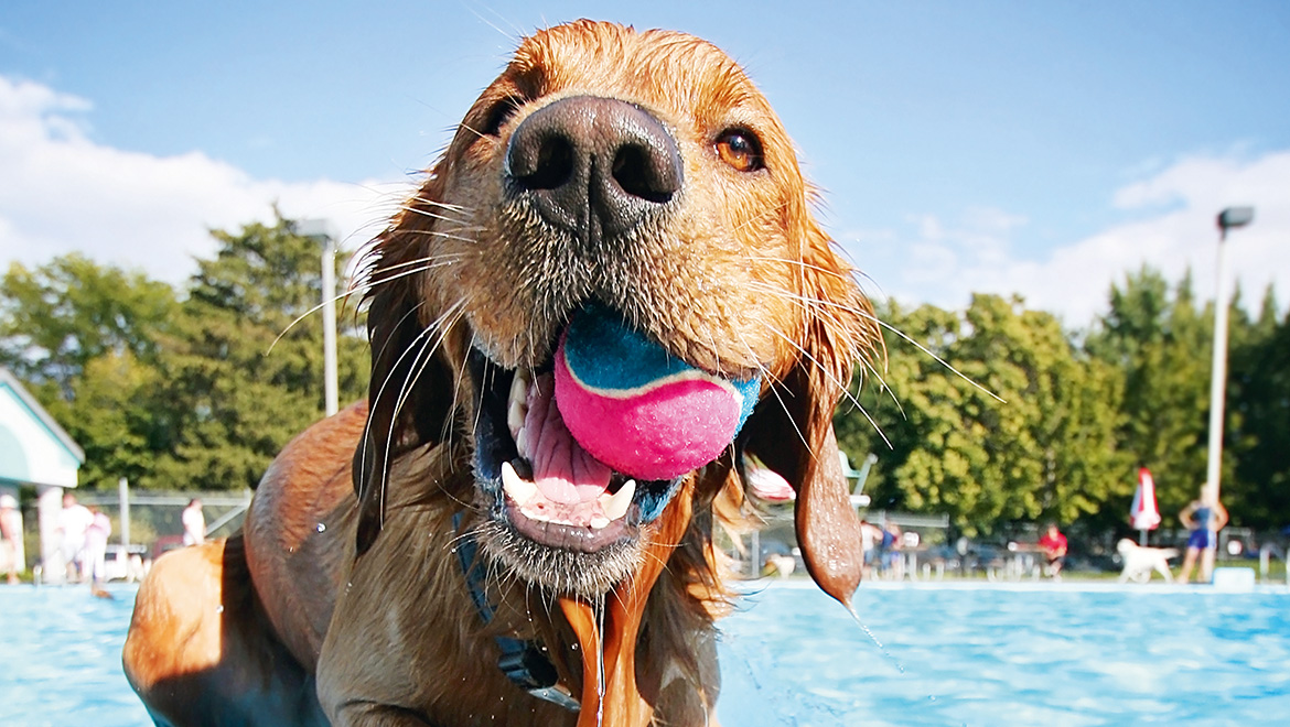 Veranstaltung im Freibad Böblingen - Hundeschwimmen: Bild eines nassen Golden Retrievers mit einem Tennisball im Mund, der aus einem Schwimmbecken steigt.